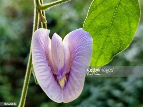 foto di fighe|471 Vulva Stock Photos, High.